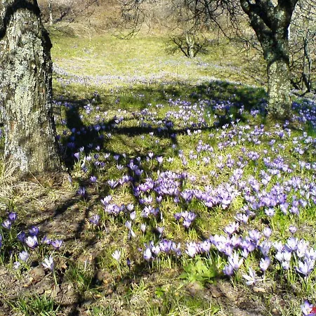 Сasa de vacaciones Ciclaminis